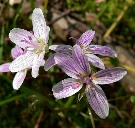 {Claytonia virginica}